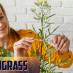Lyposingrass: Nature's Hidden Gem for Wellness and Vitality