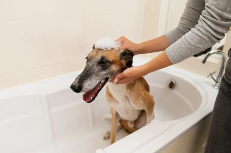How ZUMS Dog Wash Fits Into a Holistic Dog Care Routine