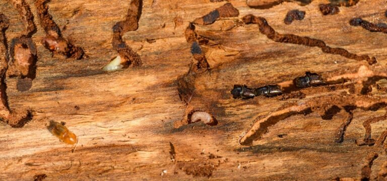 Why Investing in Termite Control Now Prevents Costly Repairs Later