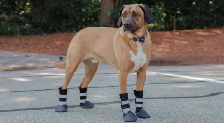 Orthopedic Dog Boots: Enhancing Joint Health and Mobility